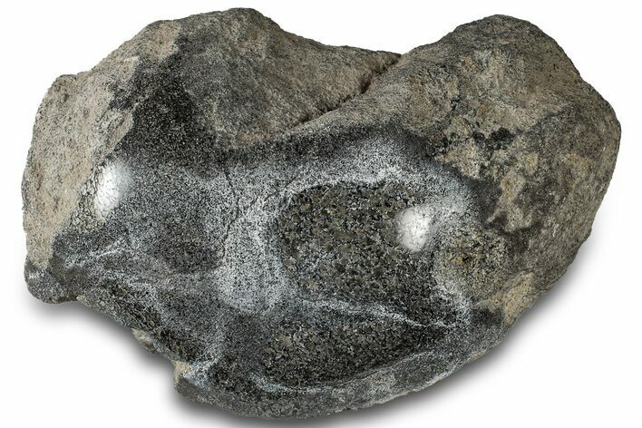 Polished Fossil Dinosaur Bone (Gembone) Section - Wyoming #309407